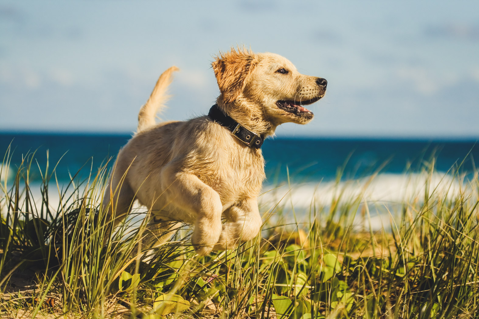 Das hund. Золотистый лабрадор. Прогулка с собакой. Счастливый пес. Щенок на прогулке.